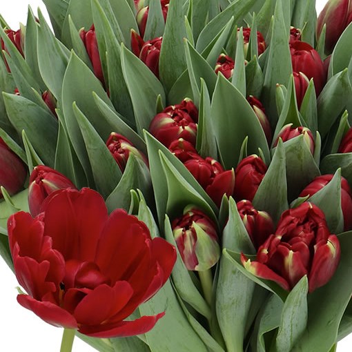TULIPS RED EYE