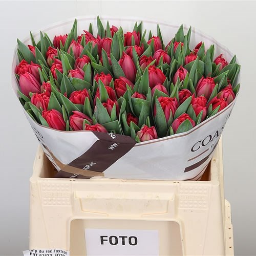 TULIPS RED FOXTROT
