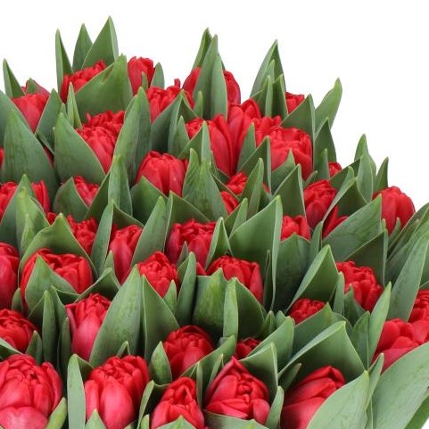 TULIPS RED FOXTROT