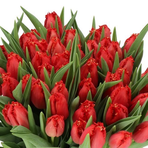 TULIPS RED HOT CHILLI PEPPER