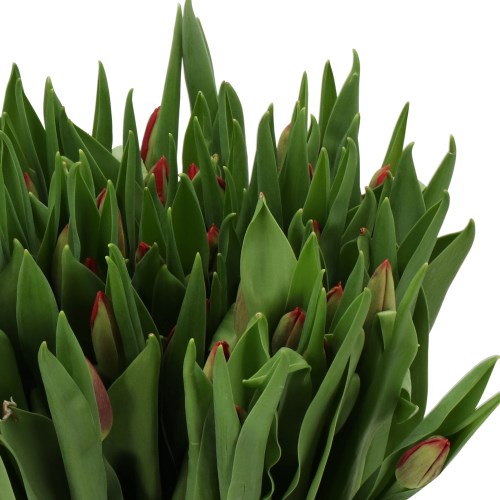TULIPS RED LABEL