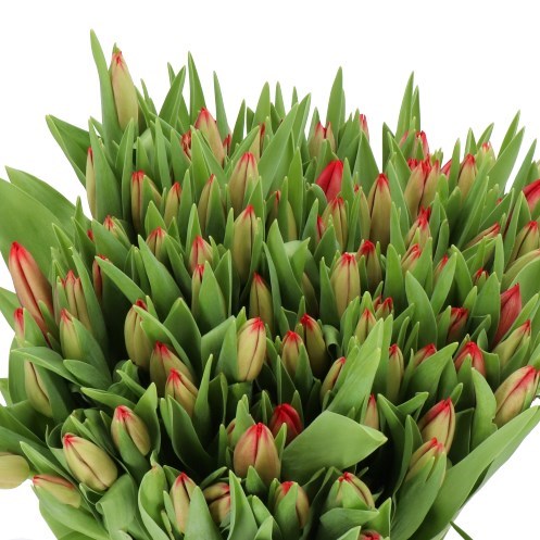 TULIPS RED MARK