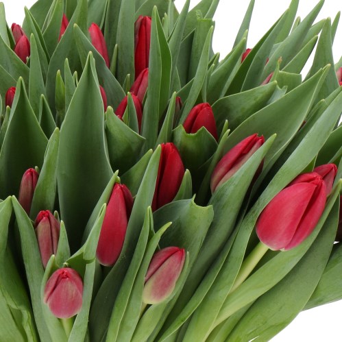 TULIPS RED PENSION