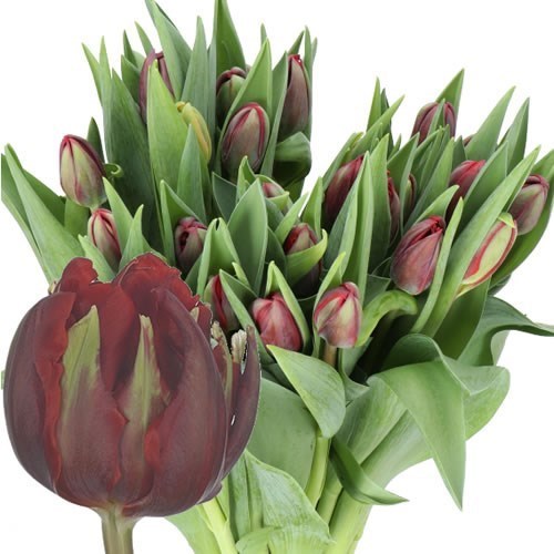 TULIPS RED PRINCESS