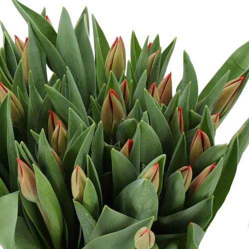 TULIPS RED SOLDIER