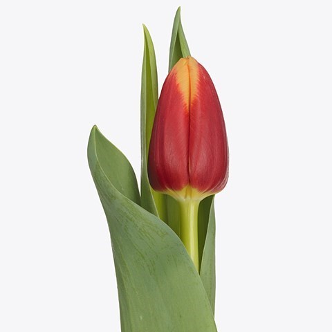 TULIPS RED SPIRIT