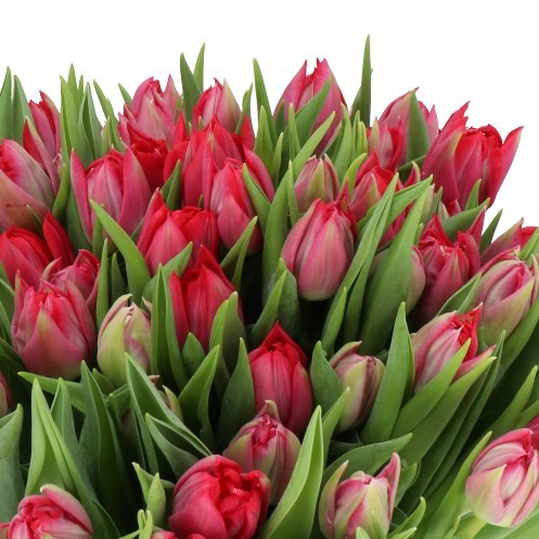 TULIPS RED VELVET