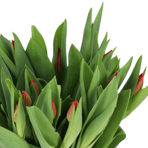 TULIPS RED WESTFRISIAN