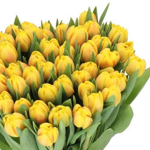 TULIPS REDEMPTION