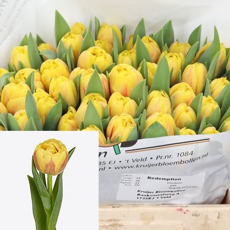 TULIPS REDEMPTION