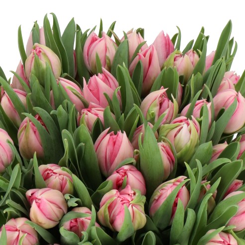 TULIPS REMBRANDT