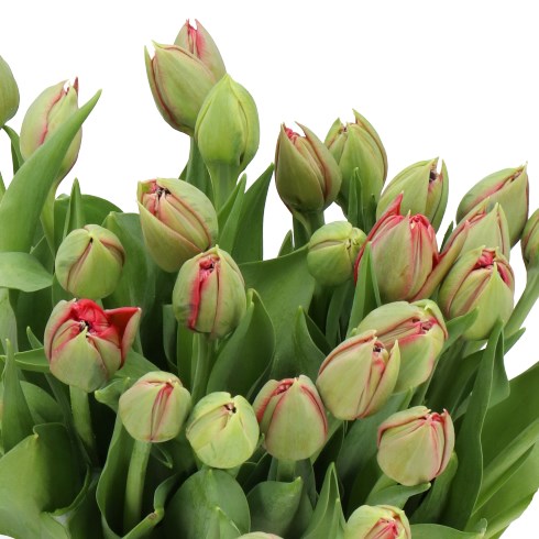 TULIPS REMINDER
