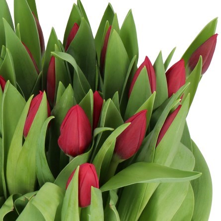 TULIPS RENEGADE