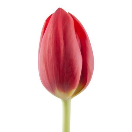 TULIPS RENEGADE