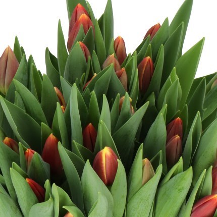 TULIPS REPLAY