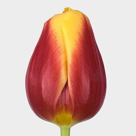 TULIPS RESIDENCE