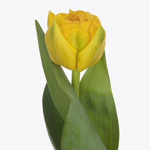 TULIPS ROADRUNNER