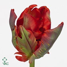 TULIPS ROCOCO (PARROT)