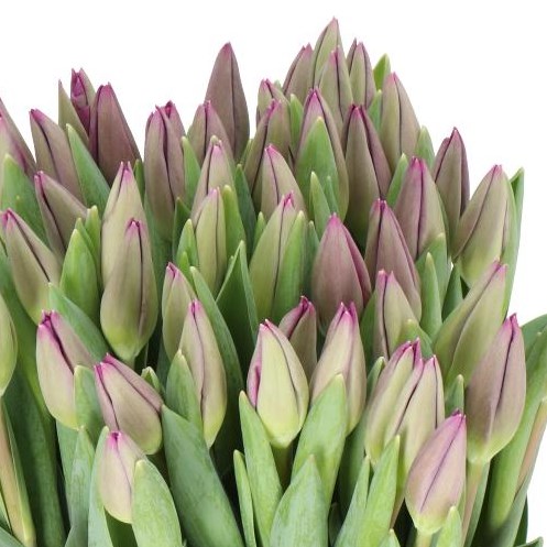 TULIPS ROESKA