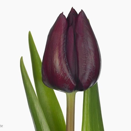 TULIPS RONALDO UNIQUE
