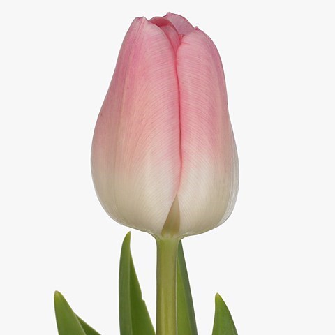 TULIPS ROSARIO