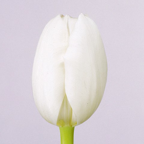 TULIPS ROYAL VIRGIN