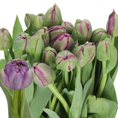TULIPS SAIGON