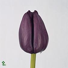 TULIPS SAIGON