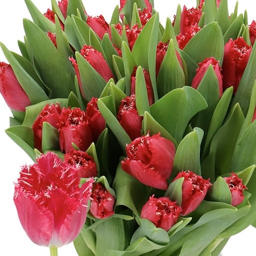 TULIPS SALAMANCA