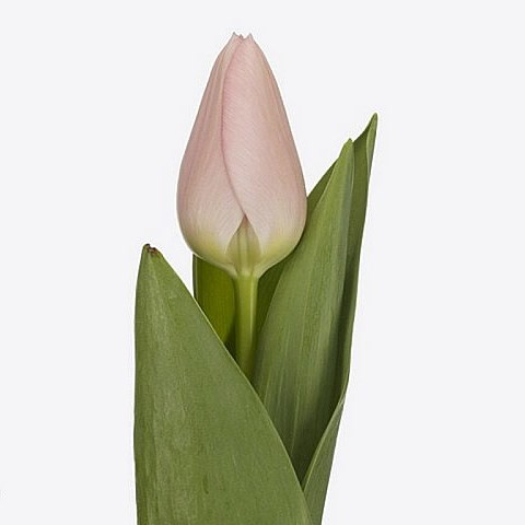 TULIPS SALMON DESSERT