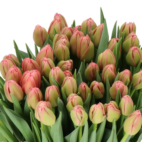 TULIPS SALMON DOUBLE SYMBIOSE