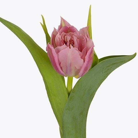 TULIPS SALMON PRICE