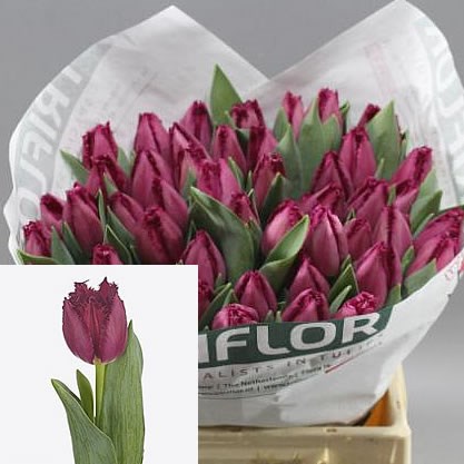 TULIPS SAN CHRISTINA