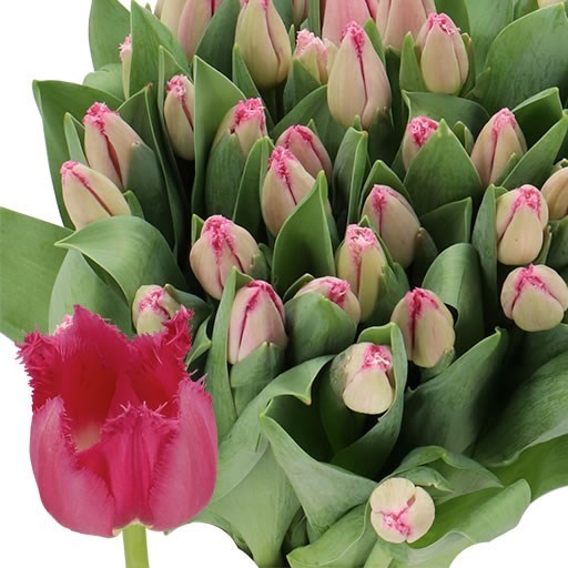 TULIPS SAN CHRISTINA