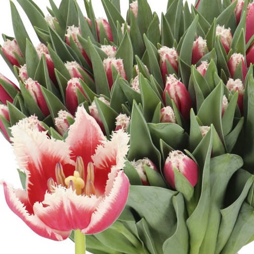 TULIPS SAN LEANDRO