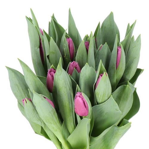 TULIPS SAN LUIZ