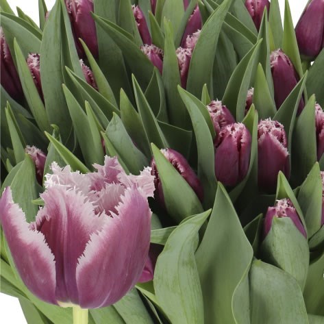 TULIPS SAN MARTIN