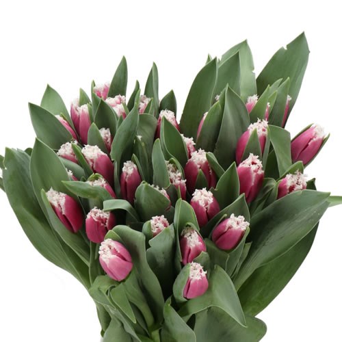 TULIPS SAN RAFFAEL