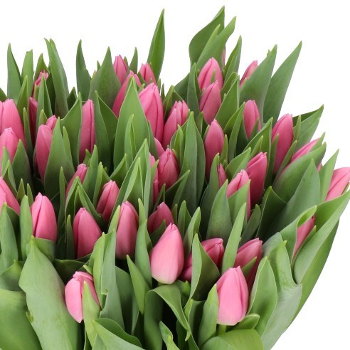 TULIPS SANDOR