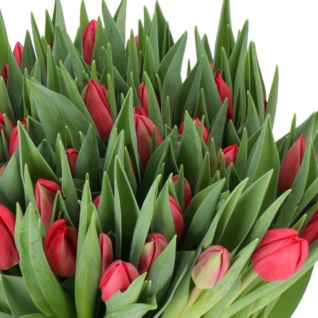 TULIPS SANDRA