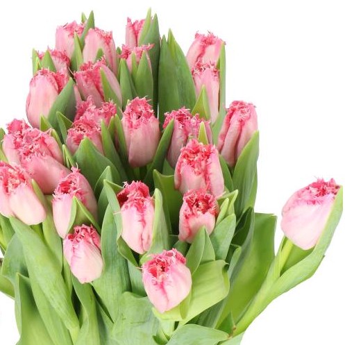 TULIPS SANTANDER