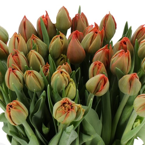 TULIPS SAURON