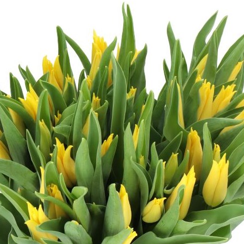 TULIPS SEATTLE