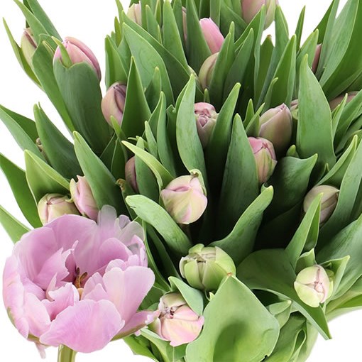 TULIPS SELINA