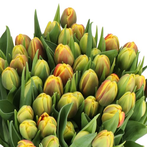 TULIPS SHELL