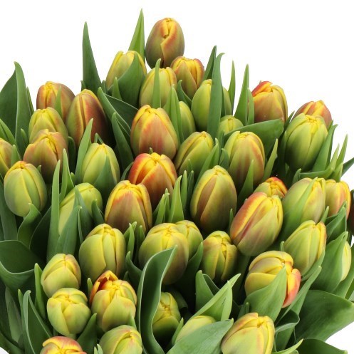 TULIPS SHELL