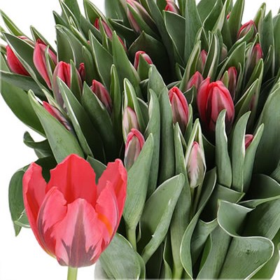 TULIPS SHINING PRINCESS