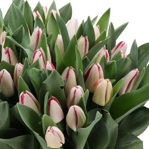 TULIPS SHORELINE