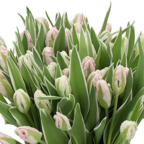 TULIPS SILVER PARROT DESIGN
