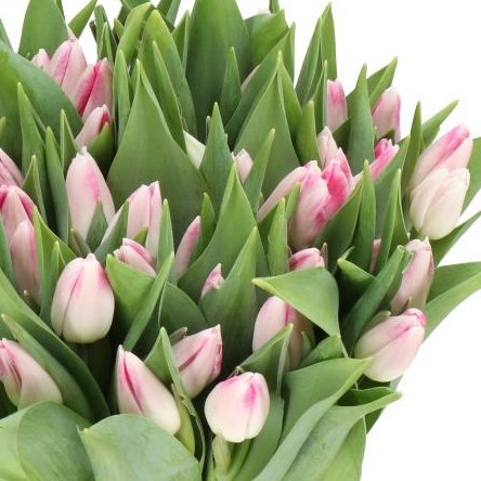 TULIPS SINFONIE